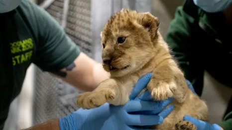 lion cub in hands of zoo staff