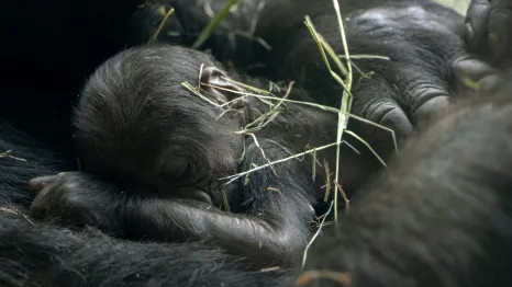 a new baby gorilla born at Woodland Park Zoo in Seattle