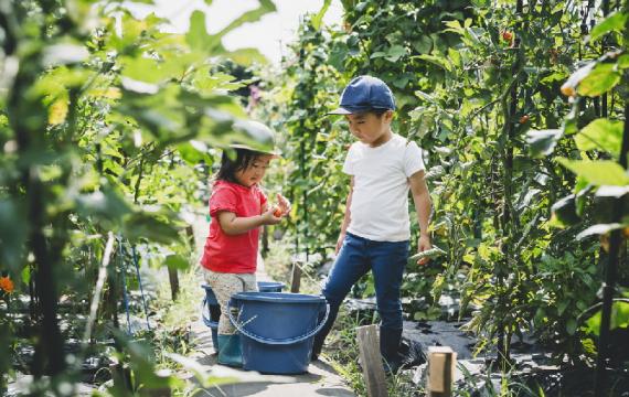 Kids-harvesting-vegetables 