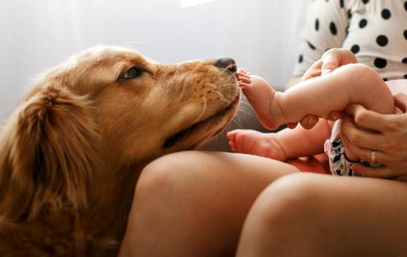 Dog-sniffing-young-baby
