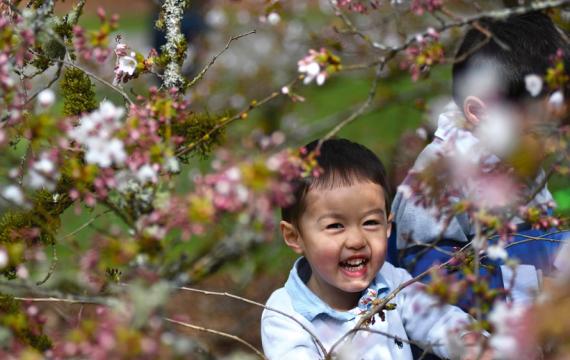 A cute Asian boy about 4 years old smiling his face is visible through branches of cherry trees with pretty pale pink blossoms on the branches, his brother is visible behind