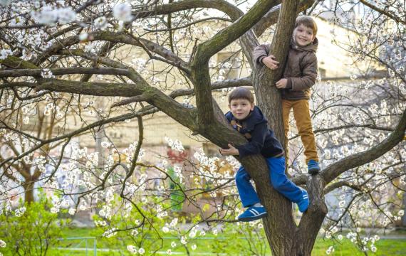 Two boys brothers or friends about age 7 or 8 climb a tree that's blooming cherry blossoms during spring break in Seattle best activities for kids and families