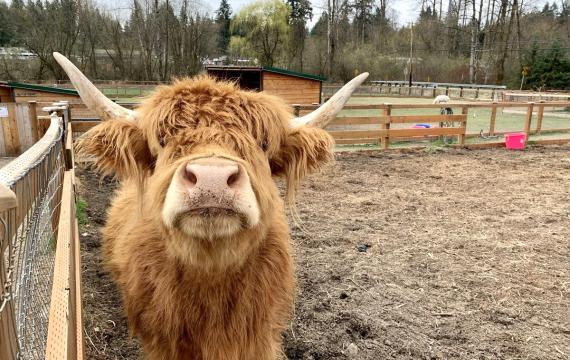 Frilly the cow is a resident at Sammamish Animal Sanctuary a fun animal outing for kids and families near Seattle
