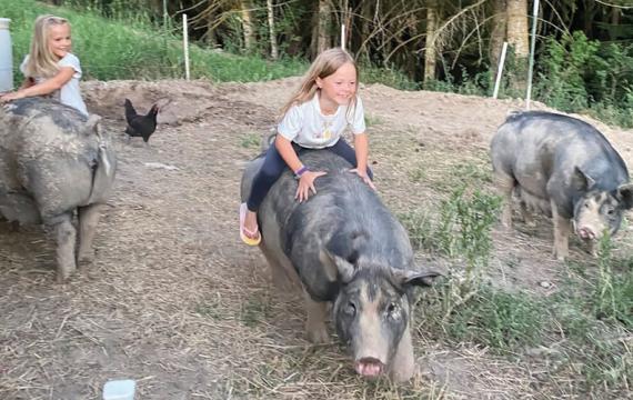 Young girls with large pigs outside during a farm stay vacation in Washington