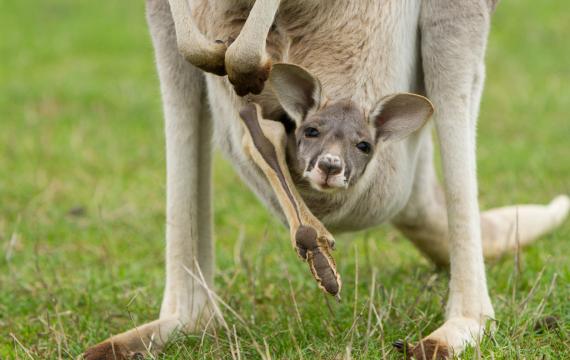 baby kangaroo looks out from mom's pouch, kangaroo parenting