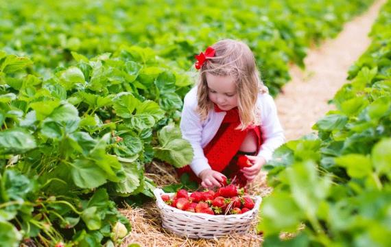 Young girl picking strawberries in a field near Seattle in the summer.