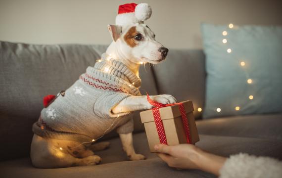 dog in a Santa hat receives her holiday gift from Trader Joe’s 2024 collection