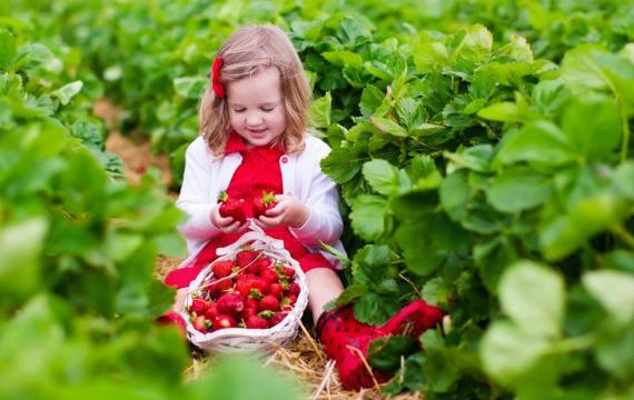 young girl picking strawberries at a U-pick berry farm near Seattle