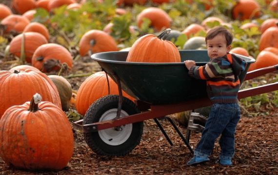 young boy with a pumpkin in a wheelbarrow at a fall festival at Carpinito Brothers Farms, a top 10 weekend event near Seattle for families