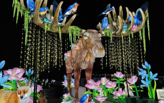 young child admires flower lantern under large moose at WildLanterns entrance during 2025 display