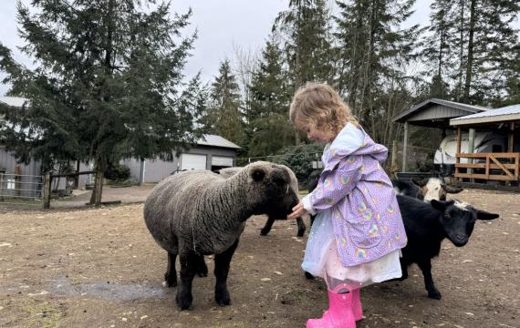 a girl in a rain coat feeding sheep during a weekend event at a Seattle-area farm