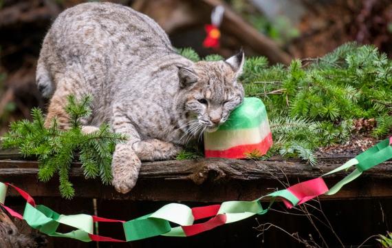 lynx enjoying holiday treats during Winter Wildland at NW Trek, a fun family activity to do this weekend near Seattle