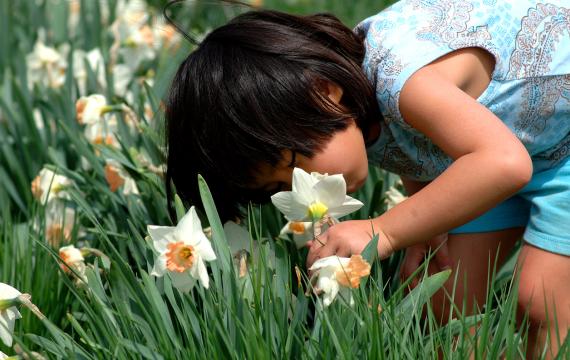 A girl leans over to smell a daffodil in a field.