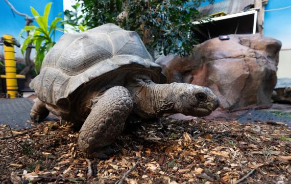 tortoise at the woodland park zoo
