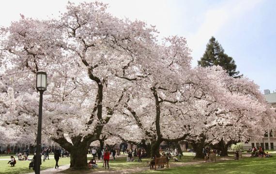 cherry blossom trees at UW in Seattle