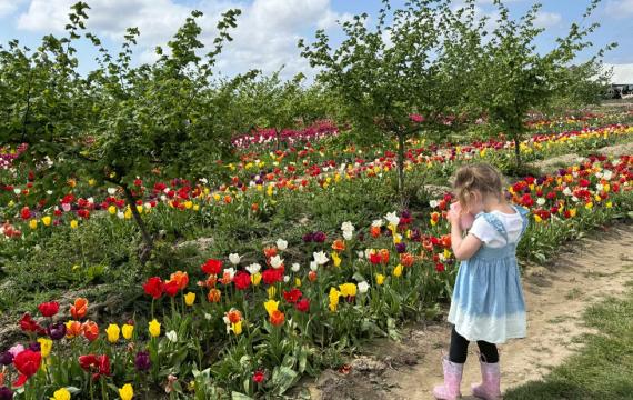 girl taking photos of tulip fields during spring break