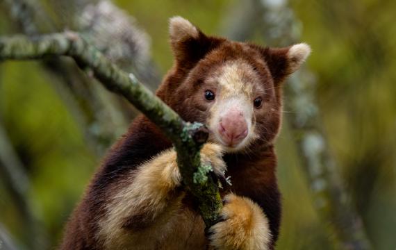 tree kangaroo in the new forest trailhead exhibit at Woodland Park Zoo