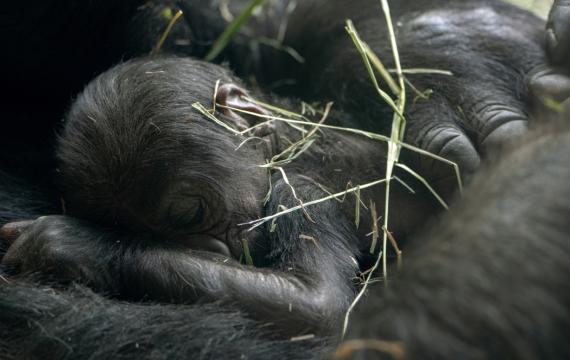 a new baby gorilla born at Woodland Park Zoo in Seattle