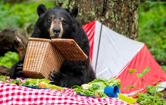 black bear at NW Trek enjoying a picnic during Bear Weekend, a fun family activity for Seattle kids