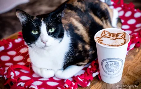 Cat with coffee at Seattle Meowtropolitan