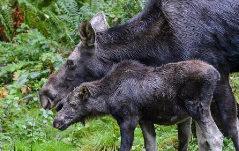 Moose mom and calf