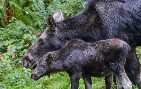 Moose-calf-with-mother-at-NW-Trek