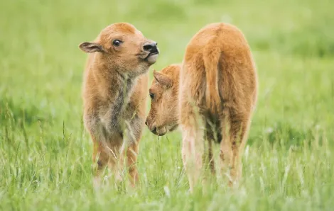 Baby bison at NW Trek