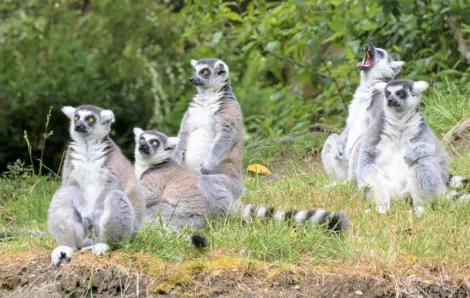 Ring-tailed lemurs at Woodland Park Zoo credit Dennis Dow