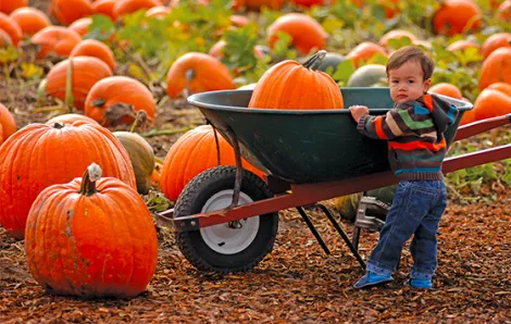 Young child with pumpkin