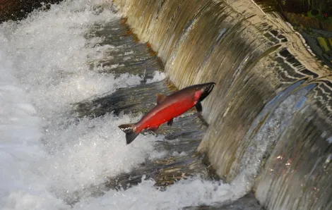 Where to see salmon spawning around Seattle and the Eastside Issaquah Salmon Hatchery