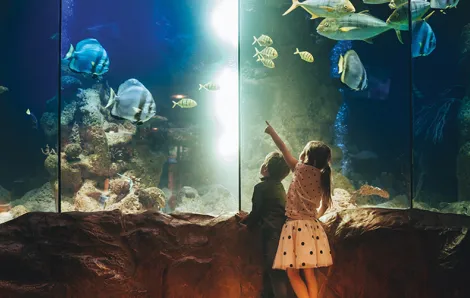 kids at an aquarium pointing at fish
