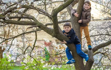 Two brothers climbing a tree in their backyard
