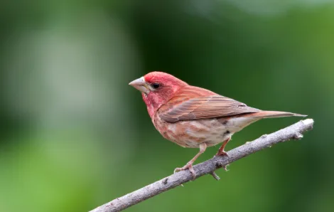 purple finch backyard birding guide for northwest kids and families seattle expert tips