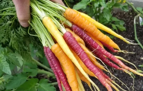 colorful carrot bunch from Sound Sustainable Farm CSA Seattle area CSAs to join now