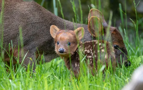 adorable pudu fawn at woodland park zoo seattle reopening after coronavirus closure summer 2020
