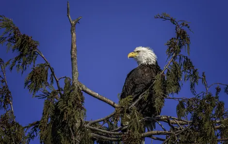 bald eagle in the skagit valley sitting on a treetop surveying her domain