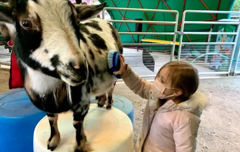 kid brushing one of the goats at PDZA