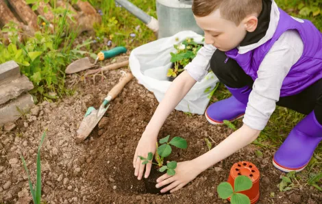 Boy in purple vest and boots in garden planting a seedling for Earth Day