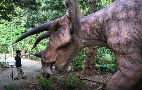 Small boy looking up at a triceratops dinosaur robot at Woodland Park Zoo's dino exhibit Dinosaur Exhibit summer 2021