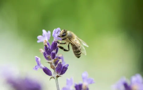 closeup of a bee on a lavender flower