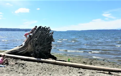 Kids climbing on a driftwood stump on Jetty Island, one of Puget Sound's best beaches, in Everett near Seattle