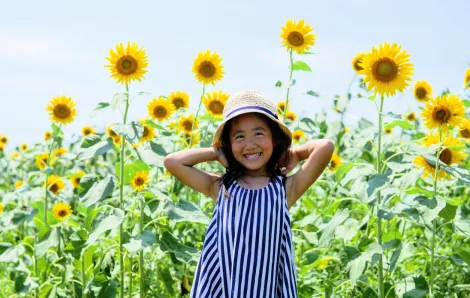 little girl in a striped blue dress posing in front of a garden of sunflowers