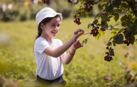 Child picking blackberries and smiling