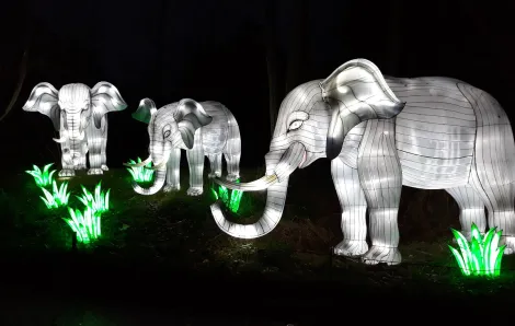 WildLanterns elephant lanterns at Seattle's Woodland Park Zoo holiday light festival back for second year