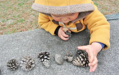 Young child in yellow coat lining up pine cones in a row nature scavenger hunt list fun