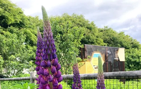 The West Seattle Bee Garden is among fun sweet gardens for Seattle kids and families to visit