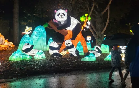 Woodland Park Zoo's WildLanterns 2023 features panda lanterns in a tree