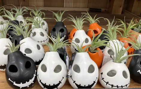 mini succulents Halloween pots