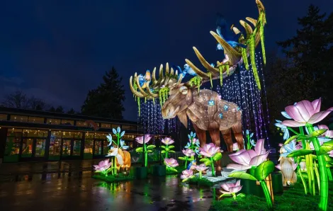 a giant moose with flowers on its antlers at Woodland Park Zoo's WildLanterns, happening this weekend in Seattle