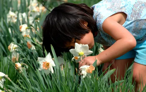 A girl leans over to smell a daffodil in a field.